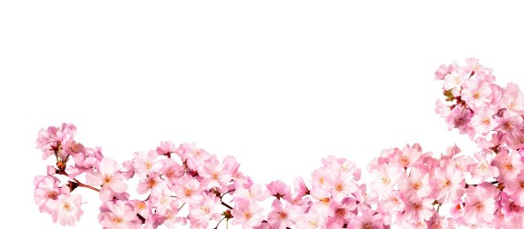 Rosa Kirschblütenleiste